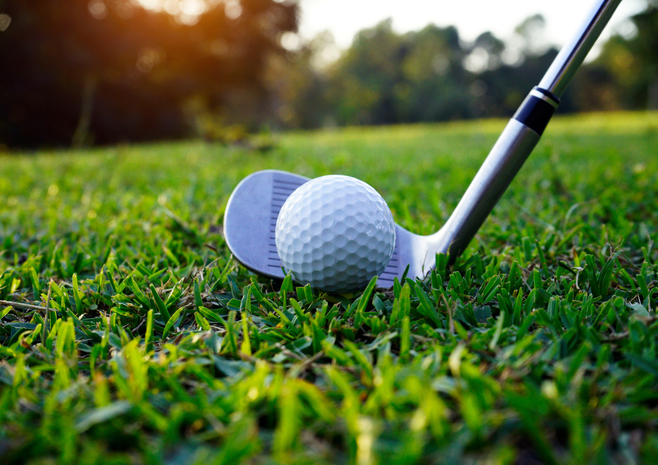 A golf club lines up with a white ball on the green grass.